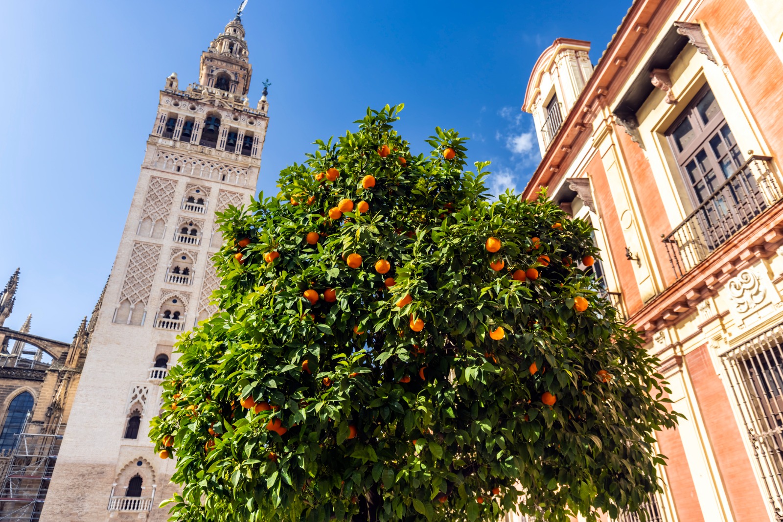The Giralda tower above orange trees in Seville – moving from the UK to Seville